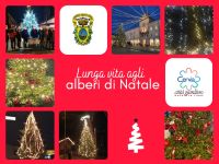 Alberi di Natale. Lo spirito natalizio si rinnova con la seconda vita degli abeti.