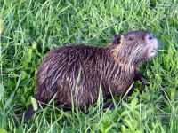 Controllo della nutria: approvato l'accordo