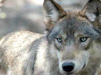 Il nuovo fenomeno dei lupi nel territorio provinciale