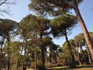 Partiranno il prossimo autunno le potature per la cura del verde della città