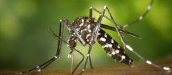 Un protocollo operativo per la lotta alle zanzare