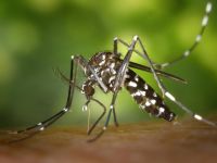 Caso Dengue a Cervia