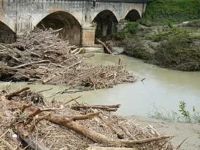 Raccolta legname negli alvei dei fiumi