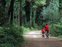 Dichiarazione del Sindaco Massimo Medri riguardo la situazione attuale della Pineta duramente colpita dal maltempo la scorsa estate