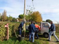 Il gelseto a filare di via Crociarone si arricchisce di 3 giovani piante ottenute da materiale autoctono locale