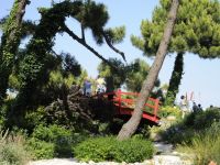 Emergenza cocciniglia crisicoccus pini a Milano Marittima