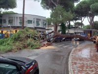 Caduto un pino domestico nella rotonda 1° Maggio a Milano Marittima