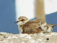 Sulla spiaggia sud di Cervia un nido di fratino specie protetta